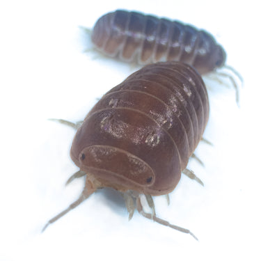 Armadillo Officinalis Orange Crush Isopod